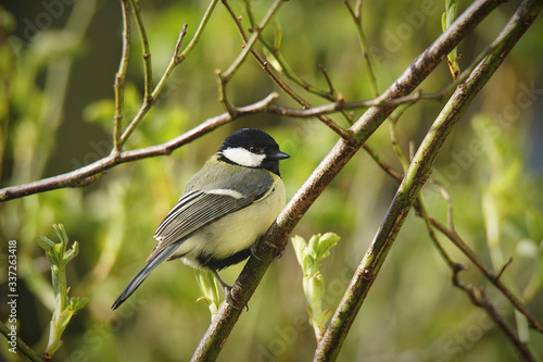 Great Tit perched on Branch of a Rose Bush
