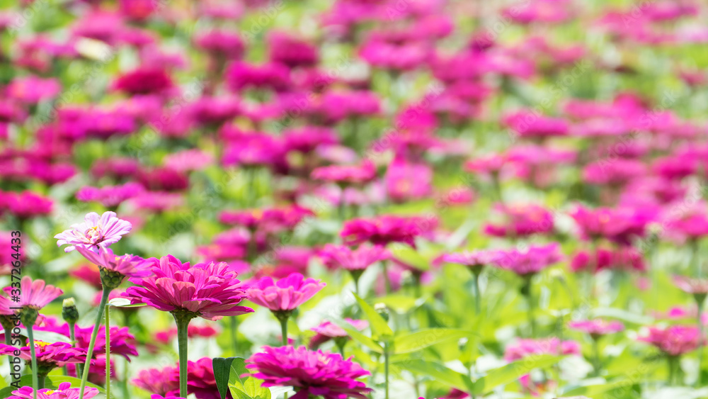 Obraz premium beautiful place with a sea of flowers with nice color