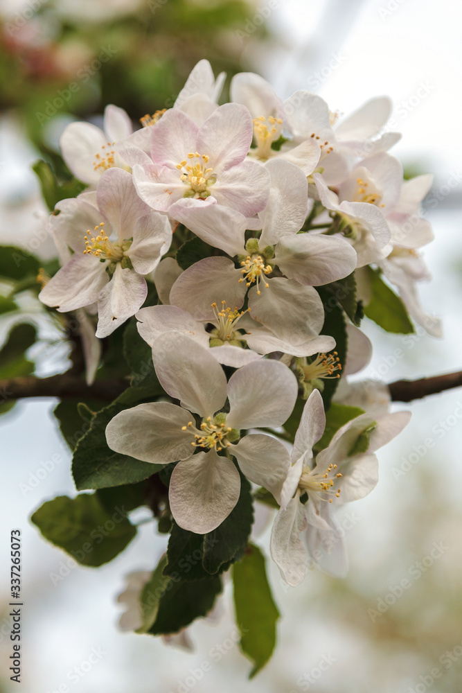 Obraz premium Branch of a blossoming apple tree in a spring garden.