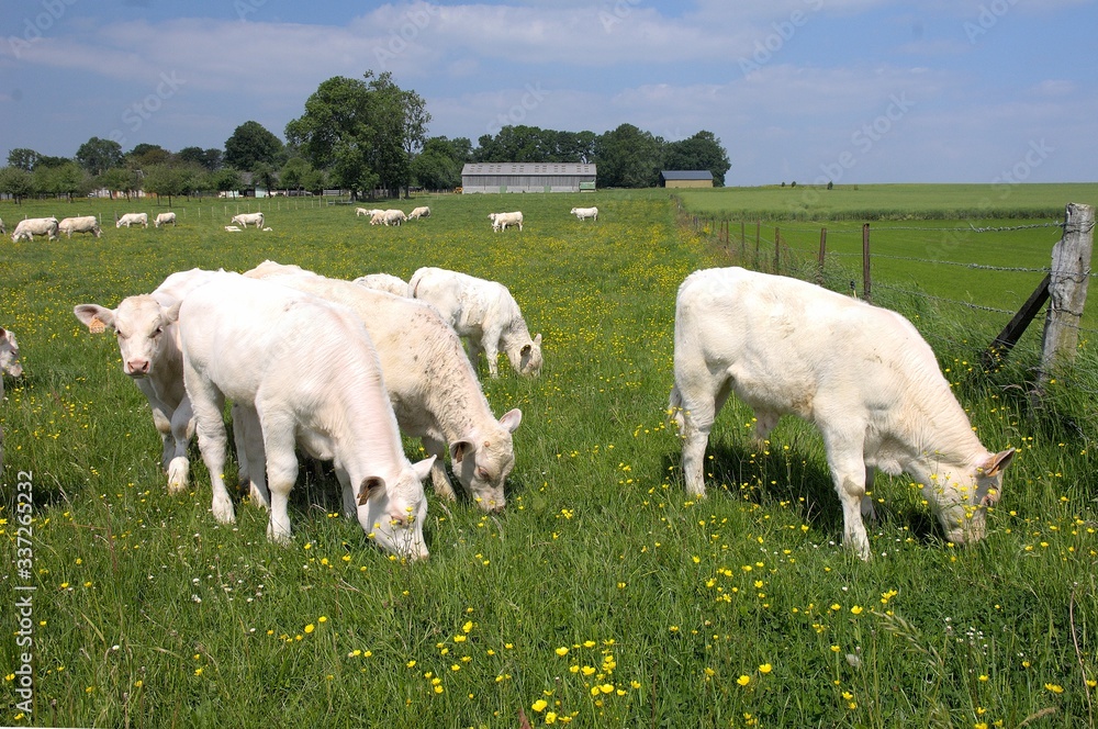 Fototapeta premium Vaches et veaux charolais au paturage, veau sous la mère