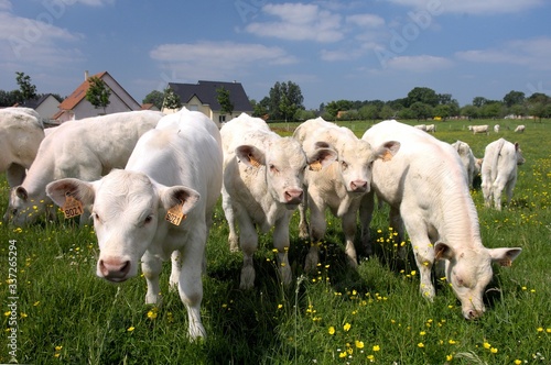 Vaches et veaux charolais au paturage, veau sous la mère photo