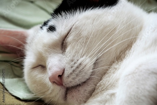 Sleeping cute cat on the sofa