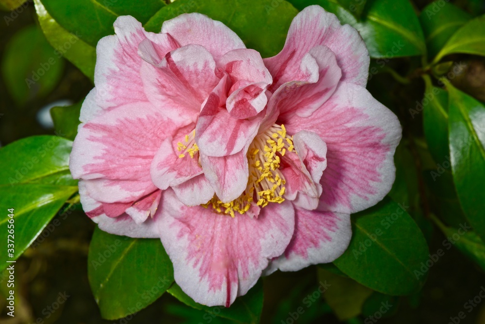variegated camellia flowers and buds on a shrub variegated camellia flowers and buds on a shrub