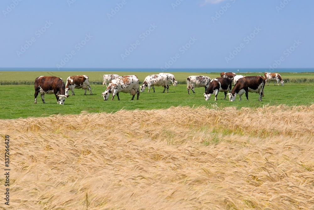 Troupeau de vaches normandes au pré en bord de mer