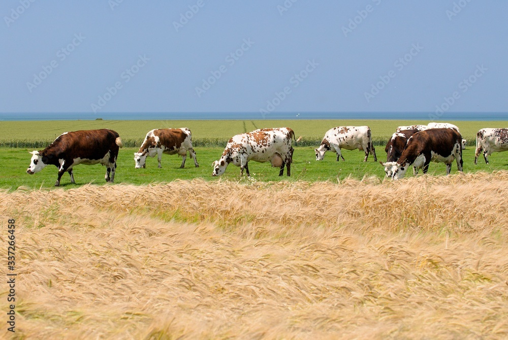 Troupeau de vaches normandes au pré en bord de mer