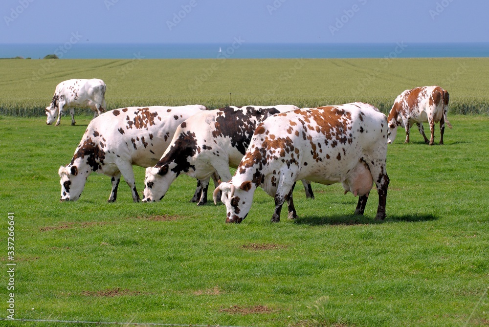 Troupeau de vaches normandes au pré Troupeau de vaches normandes au pré