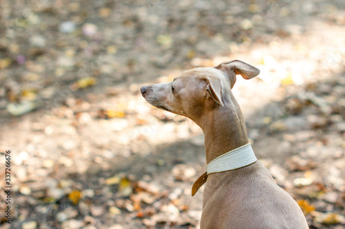 Portreit italian greyhound in forest