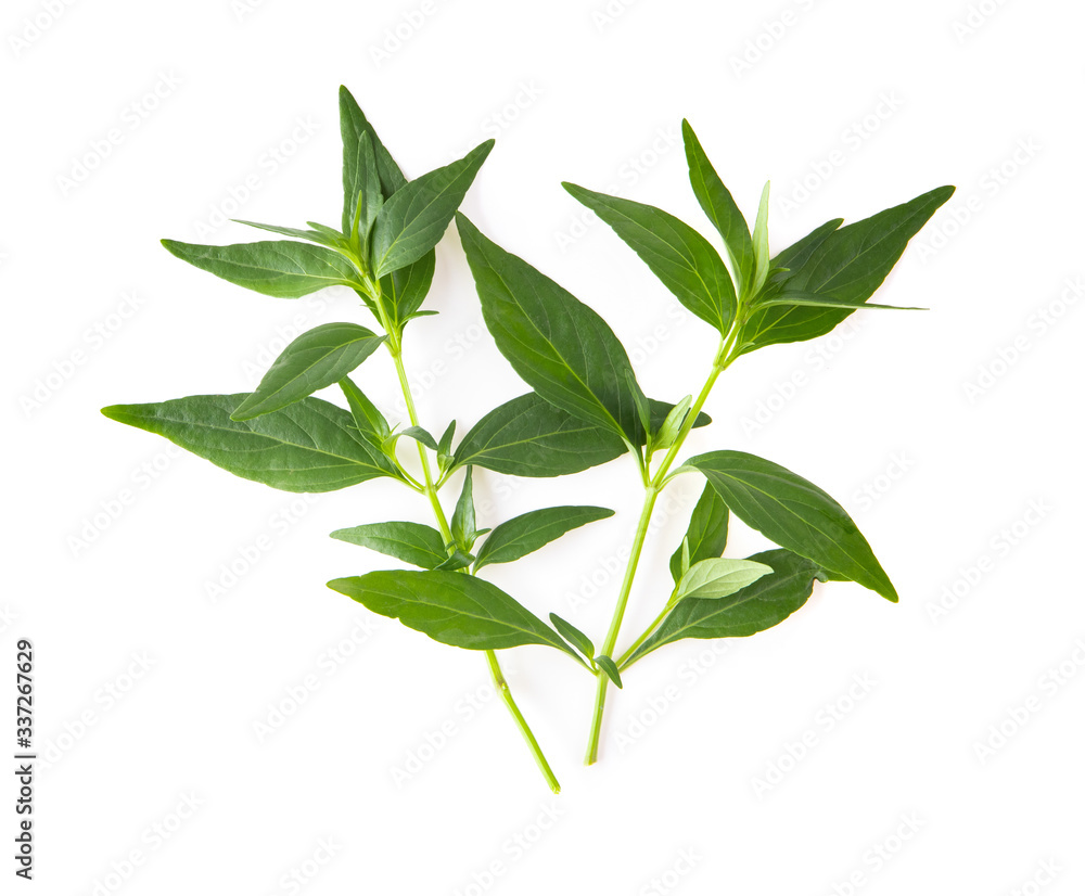 Kariyat or Andrographis paniculata  green leaves isolated on a white background