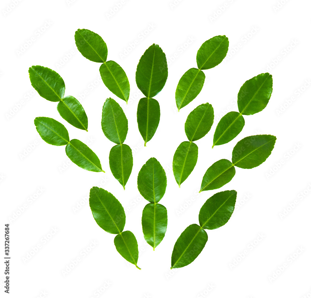 bergamot or Kaffir lime leaf on white background