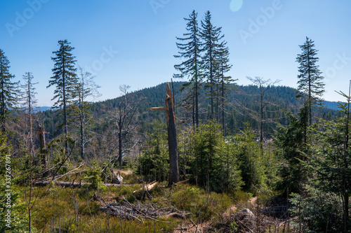 clearing in the forest in the mountains with fallen trees