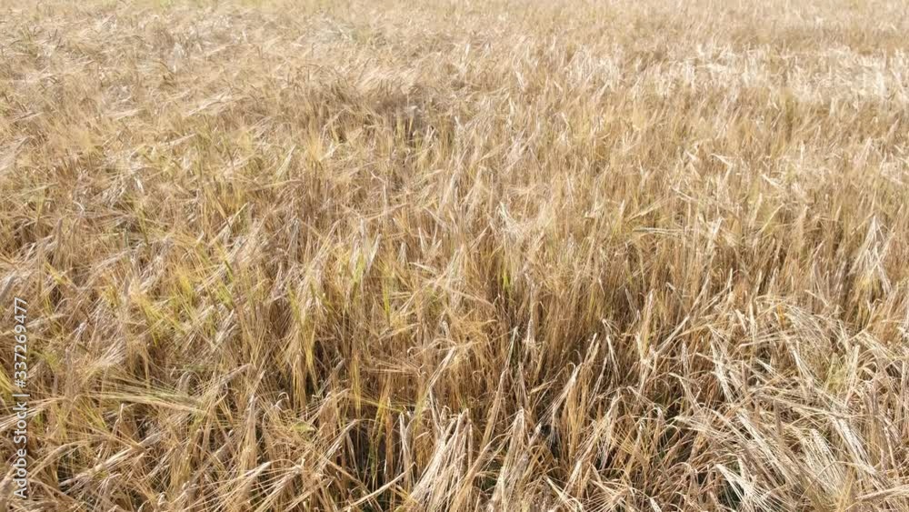 Barley field. Beautiful rural landscape. Golden ears of barley on the field. Rich harvest concept - 4K footage Barley field. Beautiful rural landscape. Golden ears of barley on the field. Rich harvest concept - 4K footage