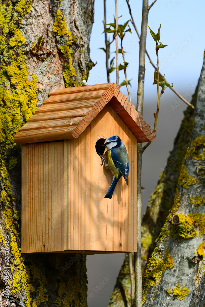 Nichoir mésange bleue