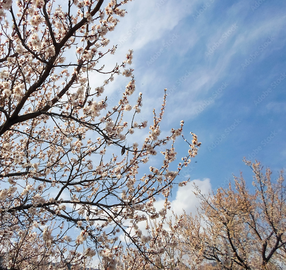 Pink apricot tree blossom in a city park on a spring day. Beautiful nature background. Pink apricot tree blossom in a city park on a spring day. Beautiful nature background.
