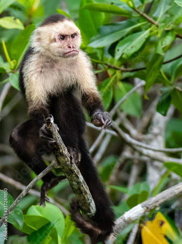 male capuchin monkey posturing in the branches of mangoves in costa rica