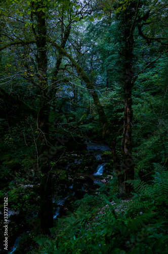 Ruisseau en forêt © titi78430