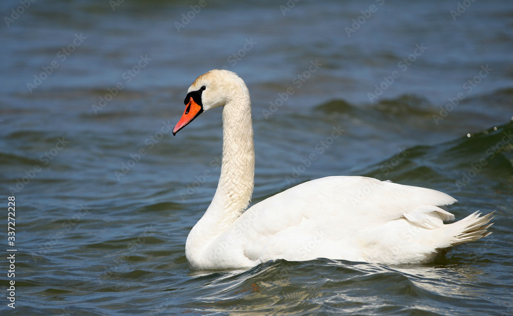 Naklejka premium Swan on the water, Baltic Sea, Poland