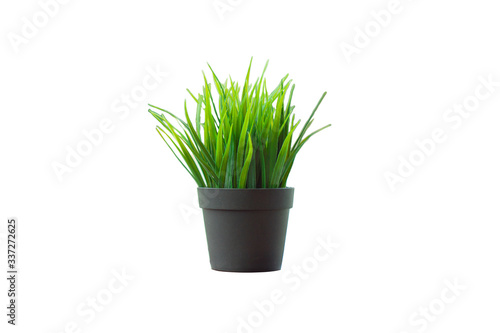 Closeup young green bush in plastic pottery isolated on white background