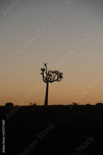 albero africano al tramonto