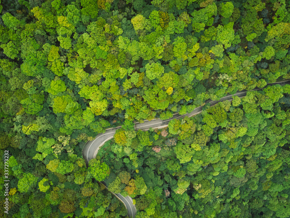 Aerial drone view of trail in spring tropical forest Aerial drone view of trail in spring tropical forest