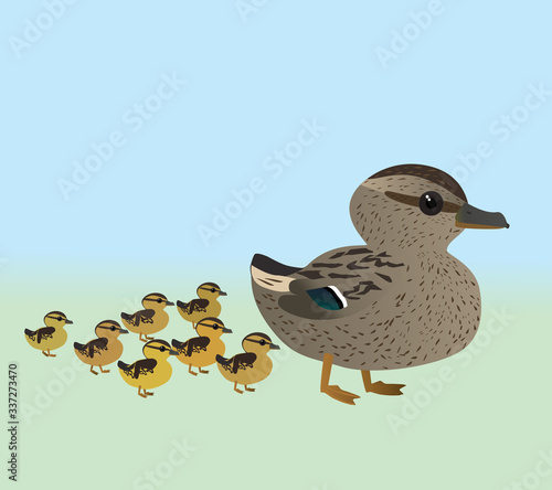 A vector illustration of a of very cute mallard and her chicks. It is a female duck with seven ducklings.