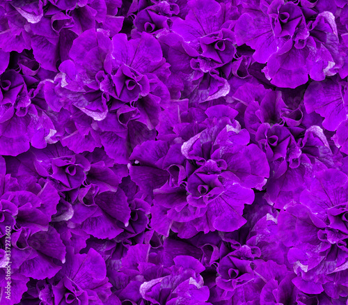 Seamless pattern of purple petunia flowers. Natural floral background in dark colors.