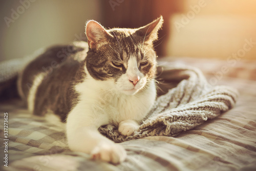 A fluffy tabby house cat with pleasure and comfort lies on a soft bed with a woolen knitted gray blanket, illuminated by sunlight. ©  Valeri Vatel