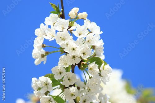 Spring blossom of cherry tree, blue sky in background