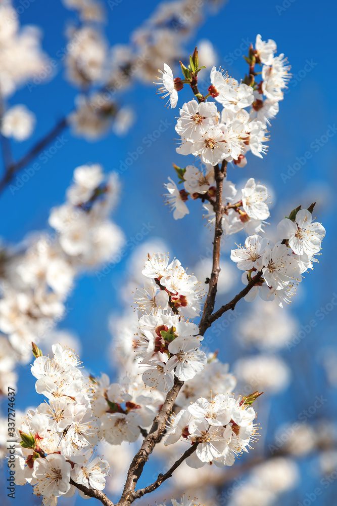 Flowering branch apricot tree against a blue sky Flowering branch apricot tree against a blue sky