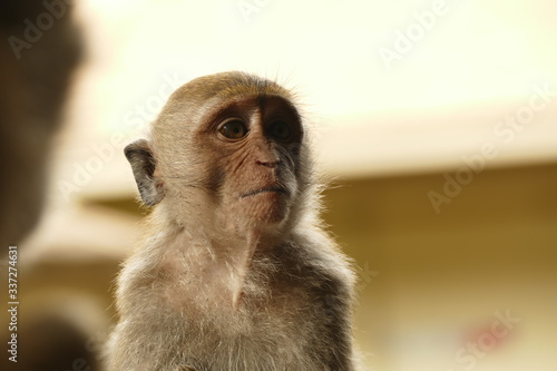 Calm monkey with emotions on his face 
