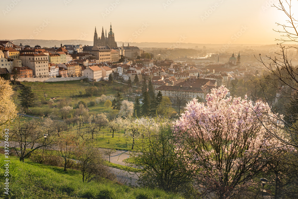Scenic view of Prague tiled roofs during sunrise in spring. Towers of St Vitus and St. Nicholas church seen from Petrin hill viewpoint. Romantic golden sun glow in morning and blooming trees in a park