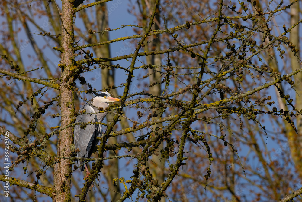Ein Graureiher sitzt in einem Baum am Morgen Ein Graureiher sitzt in einem Baum am Morgen