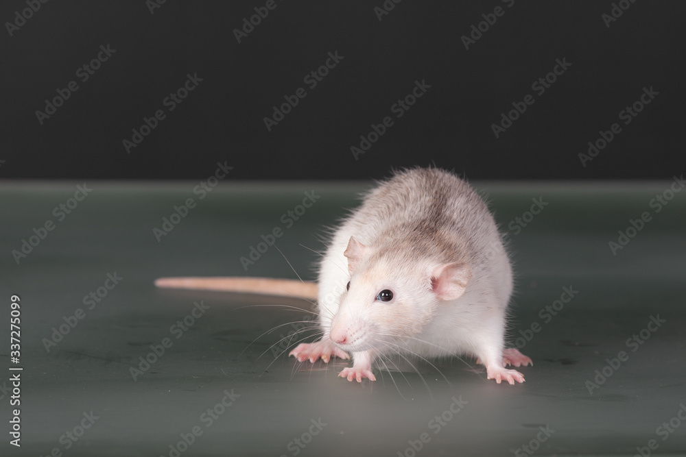 domestic rat on a glass table