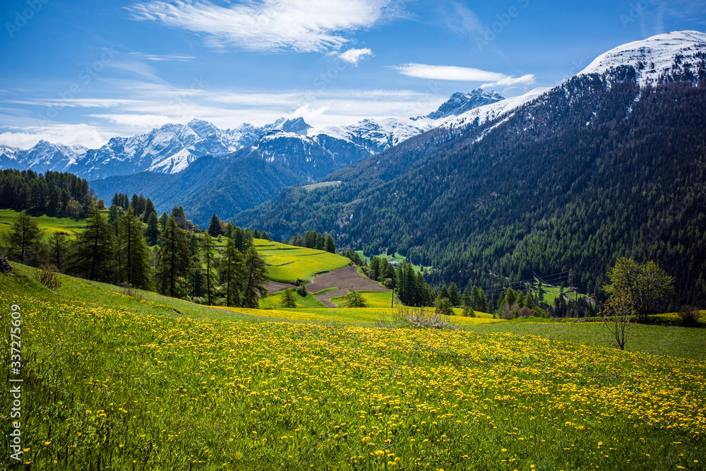 alpine meadow with yellow flowers