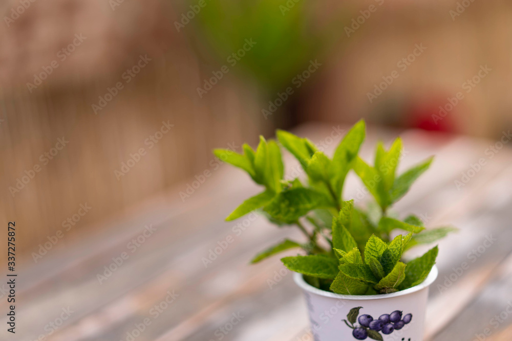 mint plant with nature background mint plant with nature background