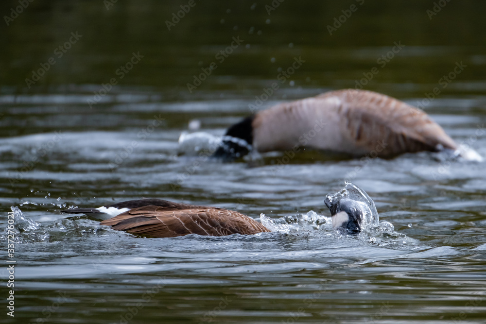 Fototapeta premium Kanadaganspaar beim gemeinsamen Halseintauchen