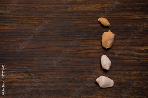 close up of various seashells