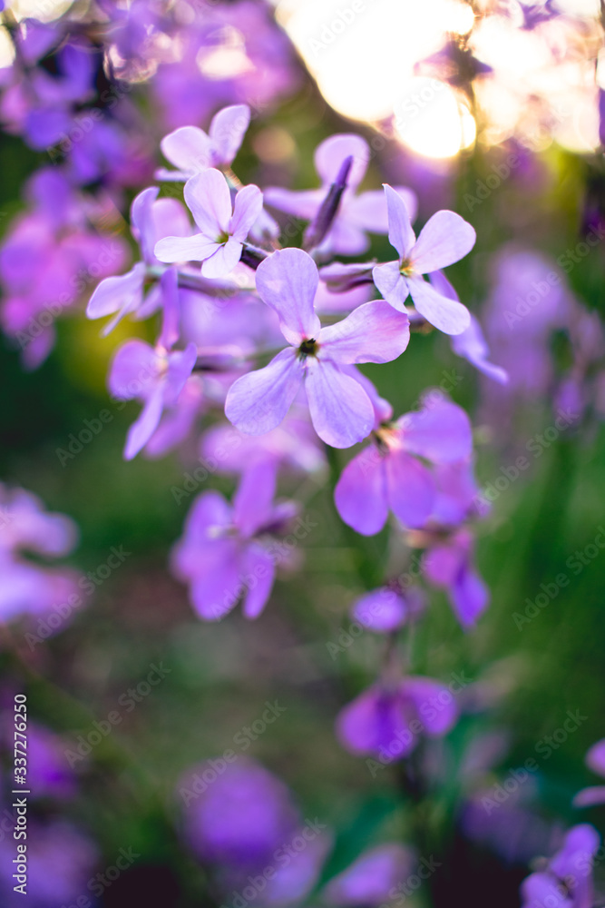 purple  flowers