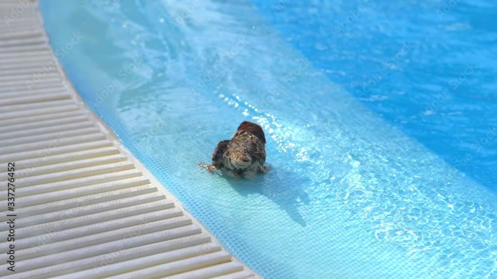 Sparrow Drinking Water And Taking Bath At A Swimming Pool in slow motion 180fps Sparrow Drinking Water And Taking Bath At A Swimming Pool in slow motion 180fps