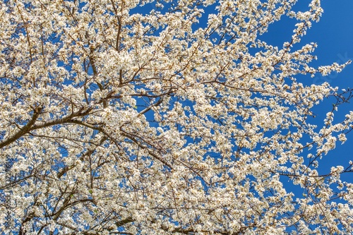 kwitnące drzewo na wiosnę, białe kwiaty na gałęzi, słoneczna wiosenna pogoda, drzewo bez liści obsypane kwiatami
