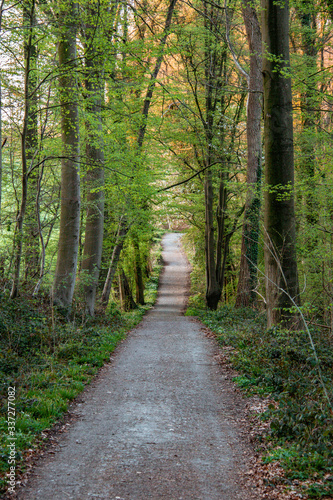 path in the woods © Tijl