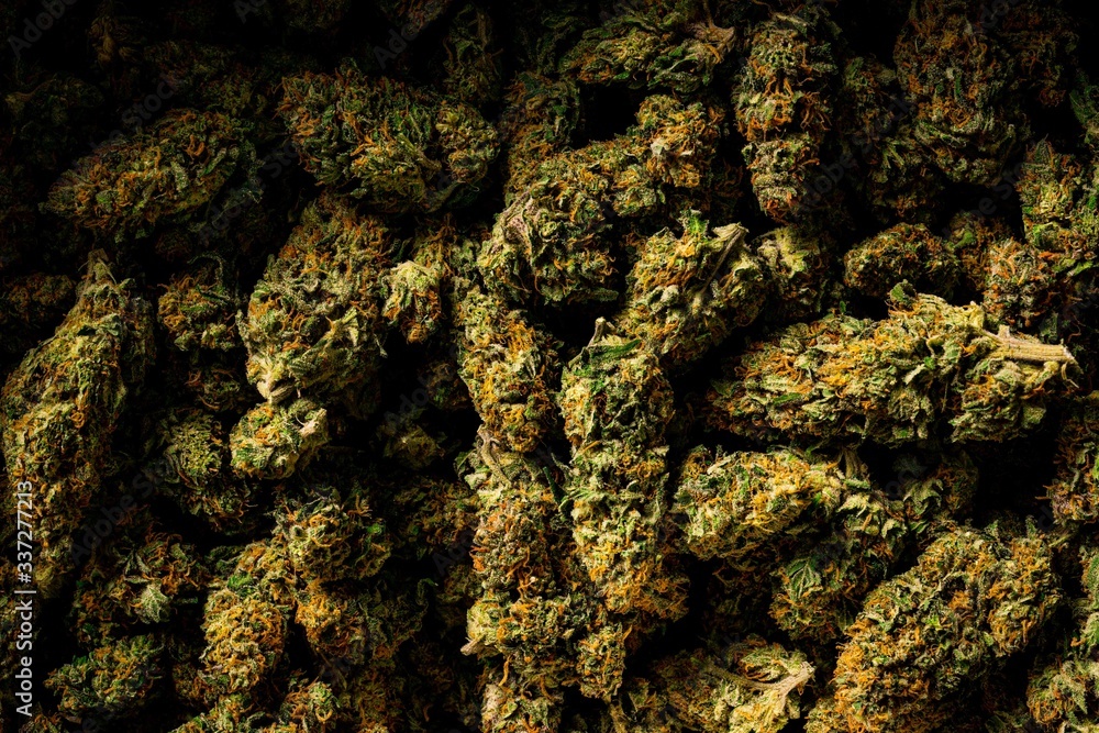 cannabis marijuana plant farm cannabis marijuana plant farm