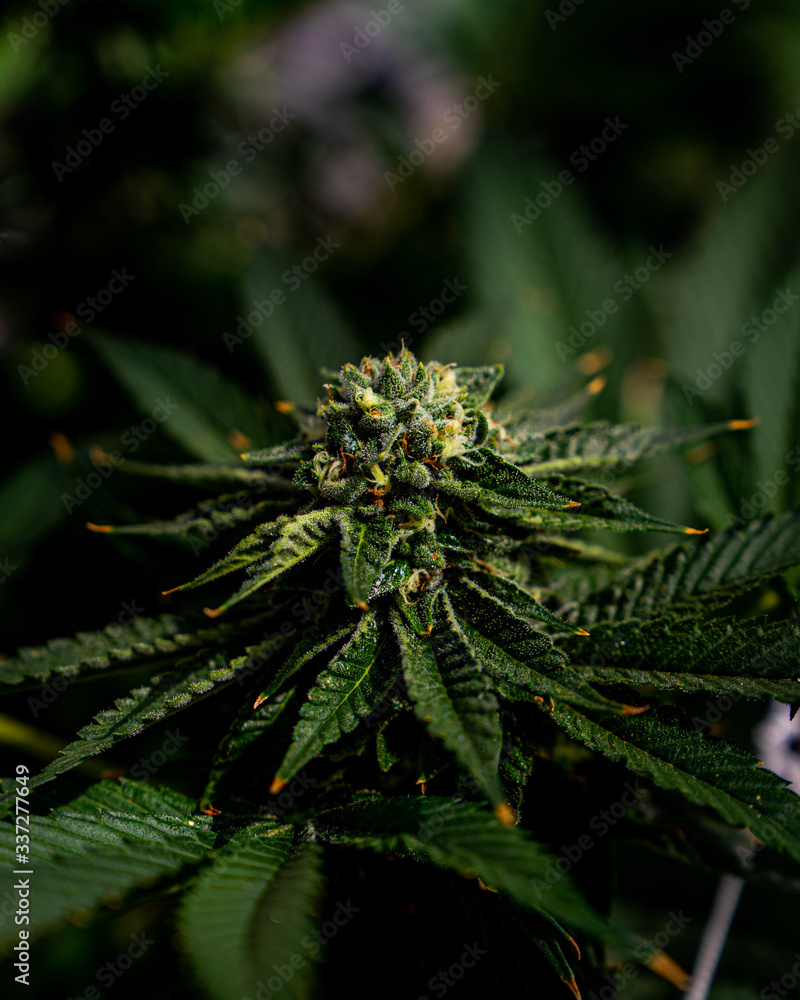 cannabis marijuana plant farm cannabis marijuana plant farm