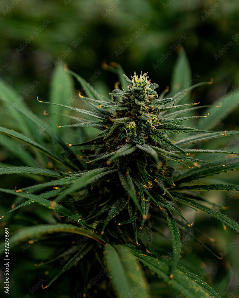 cannabis marijuana plant farm cannabis marijuana plant farm