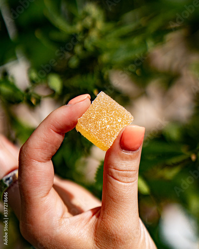 edibles marijuana gummy photo