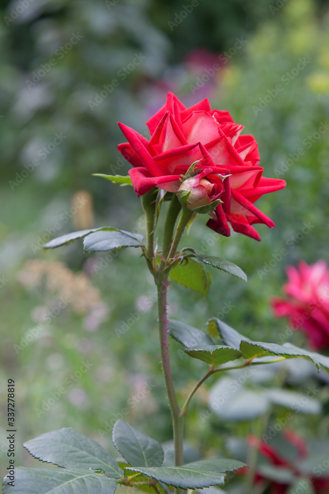 Beautiful red rose bush growing in the garden. Beautiful red rose bush growing in the garden.
