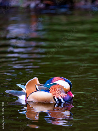The Mandarin Duck