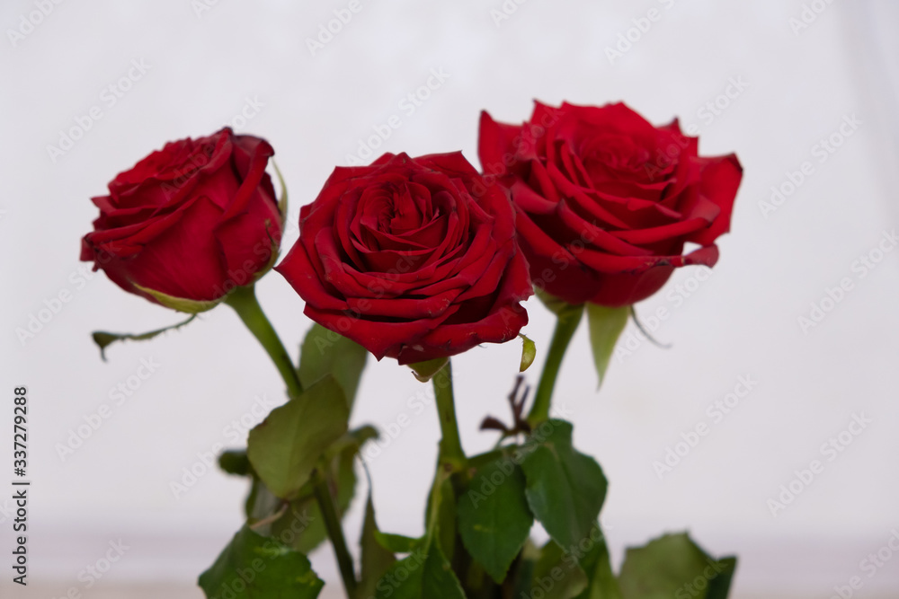 Three Red Roses with boke Background. copy space - Valentines and 8 March Mother Women's Day concept Three Red Roses with boke Background. copy space - Valentines and 8 March Mother Women's Day concept