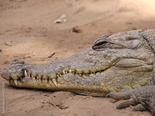 krokodyl niebezpieczne pi  kne zwierz   zdj  cie zrobione w Afryce 