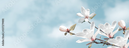 Delightful blooming white magnolia flowers against the clouds sky. Fantasy spring background.