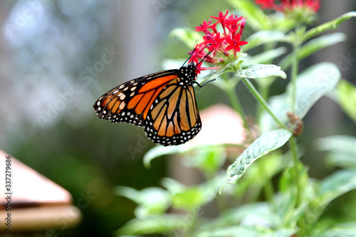 Monarch butterfly closeup feeding on red pentas flower plants © lightrapture